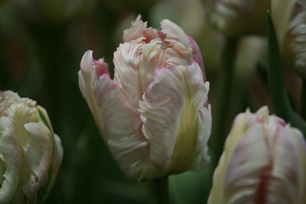 parrot tulip bulbs parrot tulip bulbs