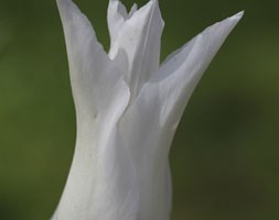 Tulipa 'Tres Chic' (lily flowered tulip)