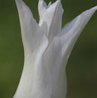 lily flowered tulip