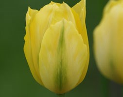 viridiflora tulip bulbs