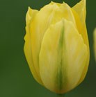 Tulipa Yellow Spring Green