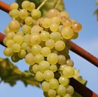 grape Phoenix