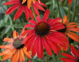 coneflower