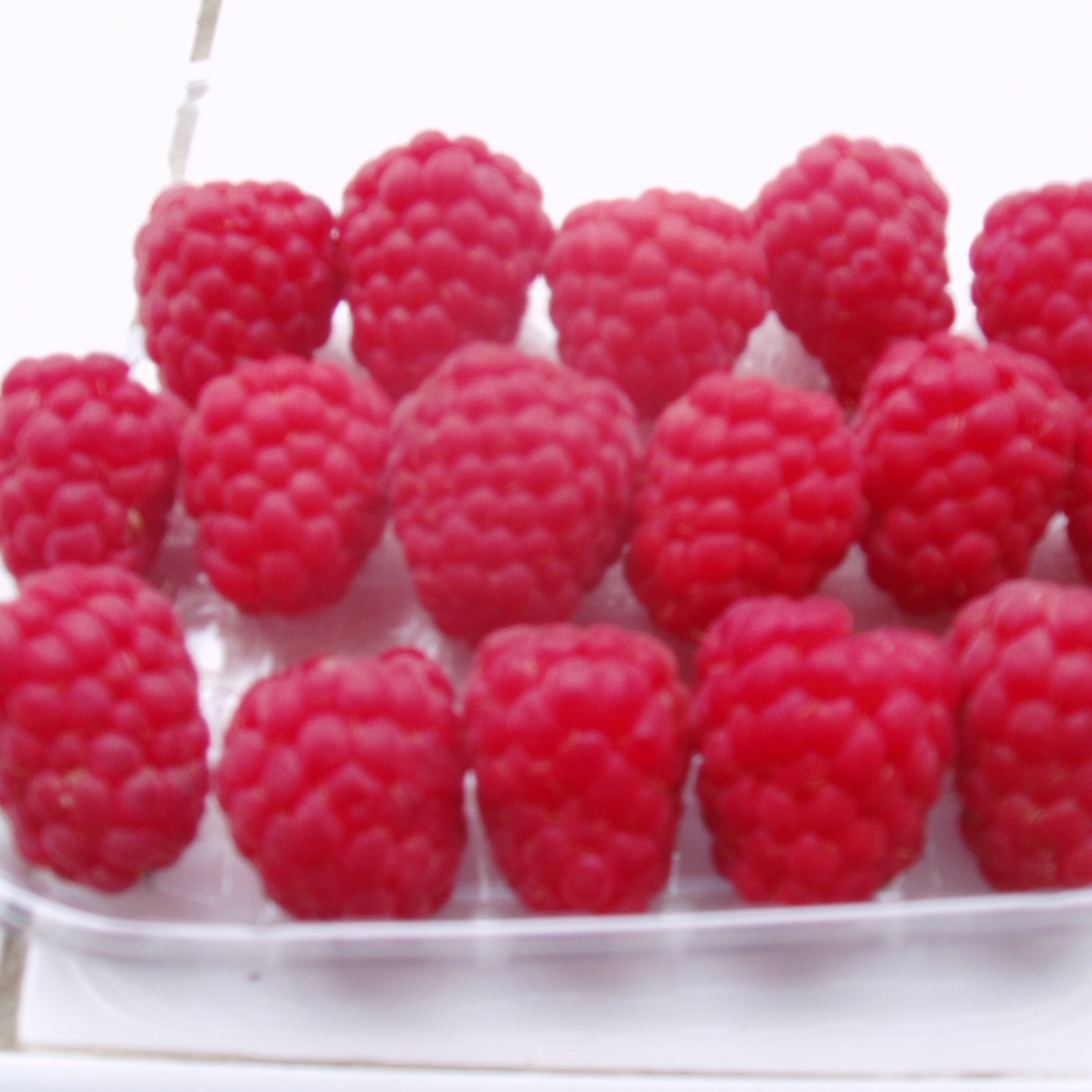 raspberry - autumn fruiting