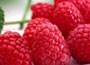 raspberry - autumn fruiting