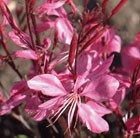 gaura