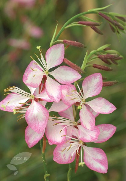 gaura gaura