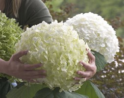 Hydrangea arborescens Strong Annabelle ('Abetwo') (sevenbark ( syn Incrediball ))