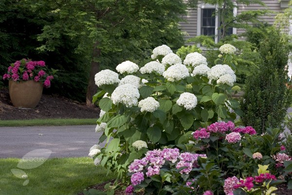 Hydrangea Incrediball in full bloom!