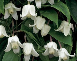 clematis (Group 1)