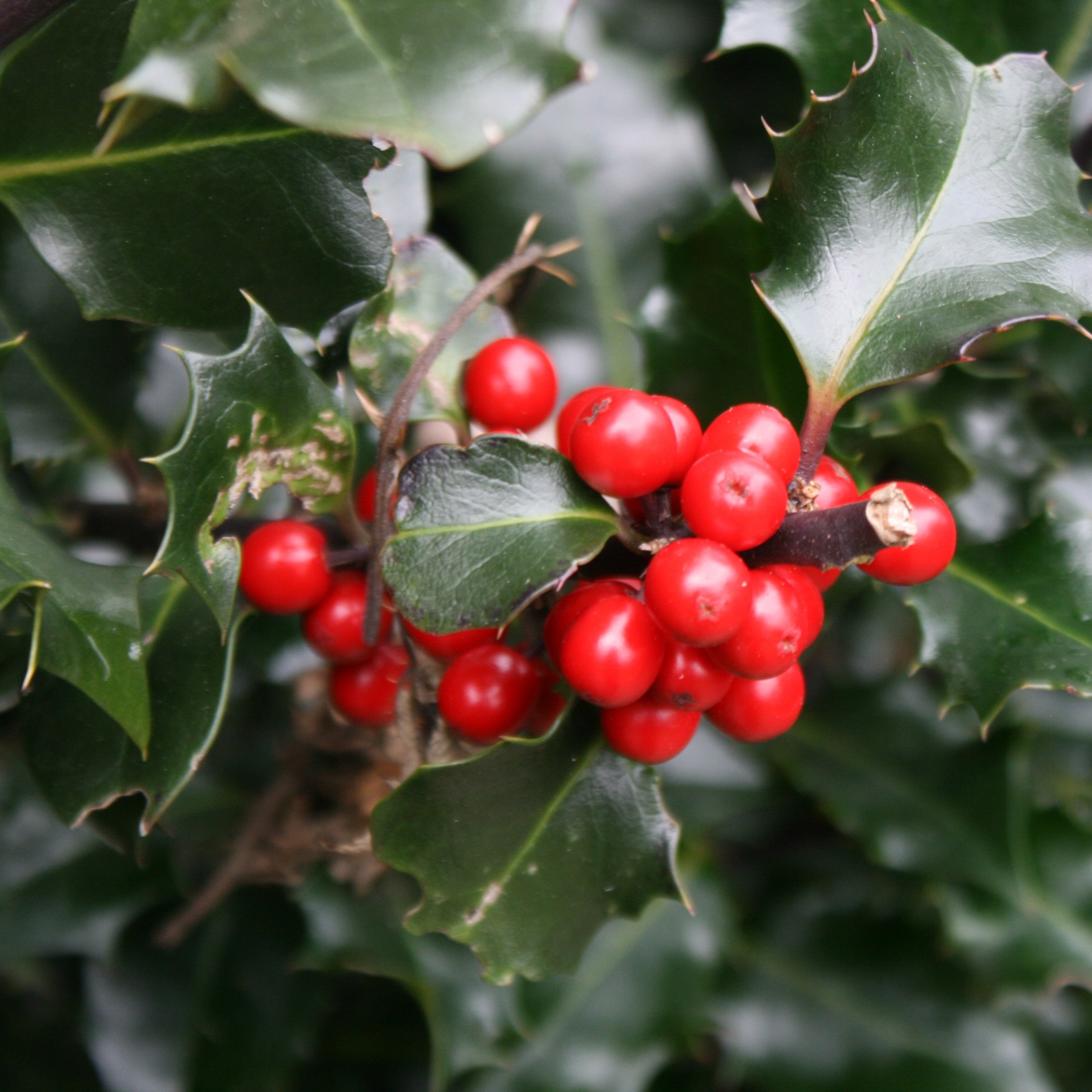 English holly - Hedging Range