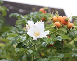 Rosa rugosa 'Alba' (rose (shrub) - Hedging range)