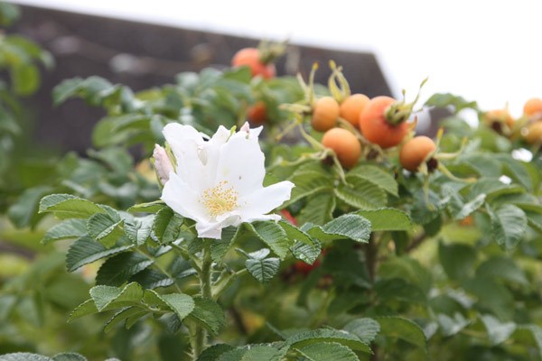 rose (shrub) - Hedging range rose (shrub) - Hedging range
