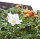 rose (shrub) - Hedging range