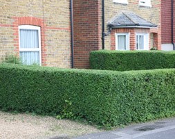 oval leaf privet - Hedging Range