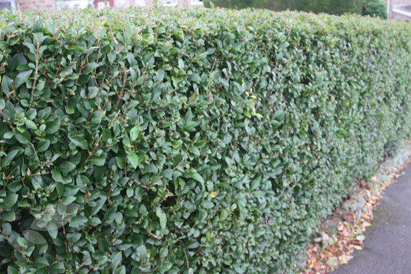 oval leaf privet - Hedging Range oval leaf privet - Hedging Range