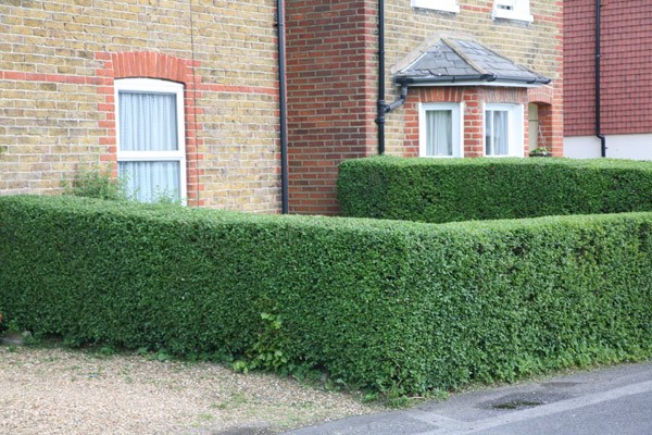 oval leaf privet - Hedging Range oval leaf privet - Hedging Range