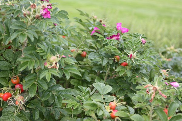 rose (shrub) - Hedging range rose (shrub) - Hedging range