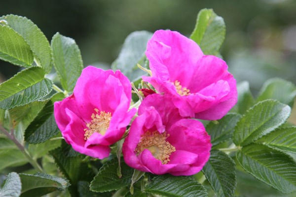rose (shrub) - Hedging range rose (shrub) - Hedging range