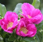 rose (shrub) - Hedging range