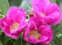 rose (shrub) - Hedging range