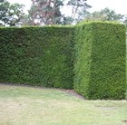 English yew - Hedging range