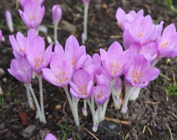 (syn. Crocus speciosum) bulbs