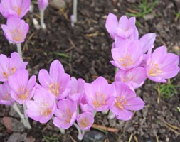 (syn. Crocus speciosum) bulbs