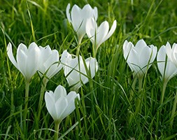 autumn crocus bulbs