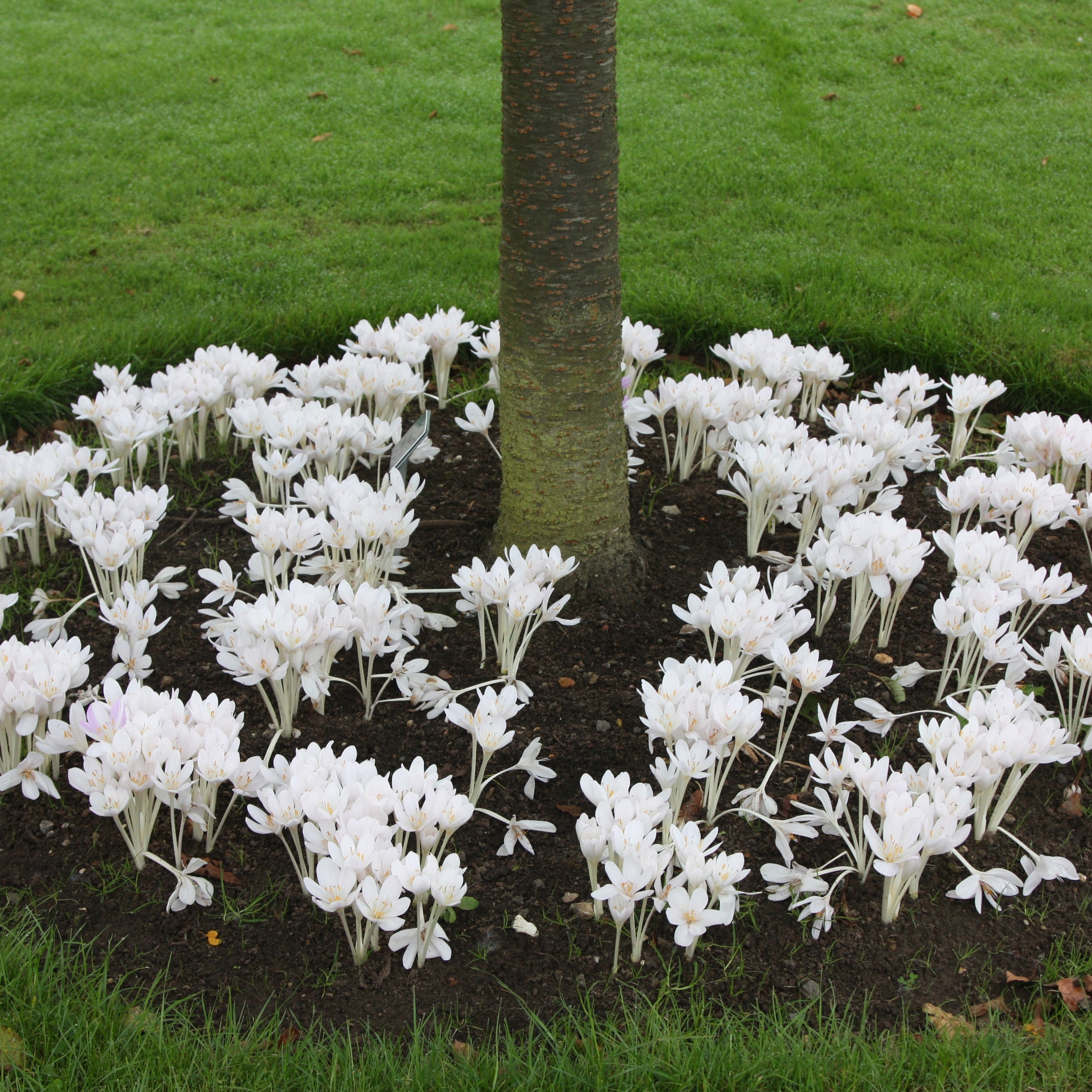 autumn crocus bulbs