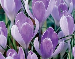 crocus bulbs
