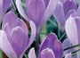 crocus