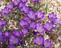 crocus bulbs