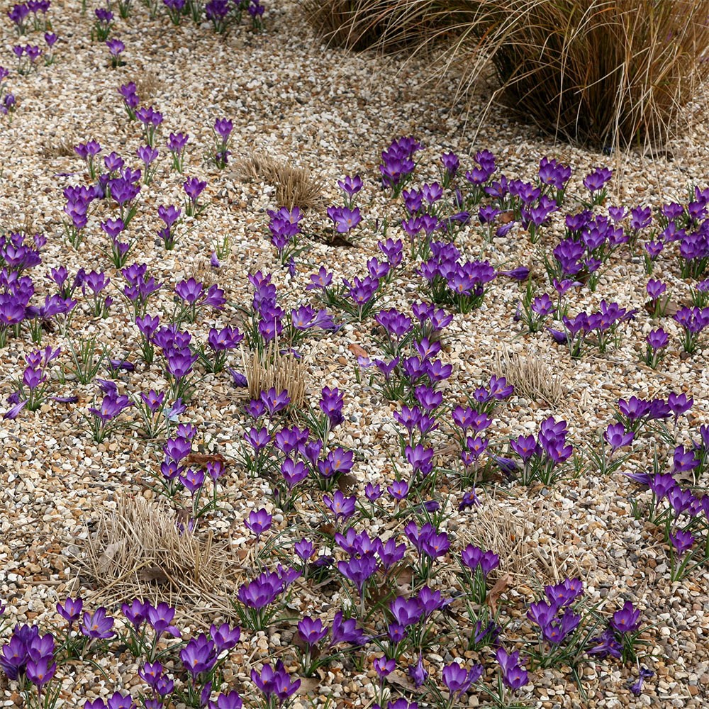 crocus bulbs crocus bulbs