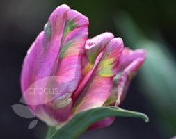 Tulipa 'Rai' (parrot tulip bulbs)