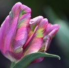 Tulipa Rai