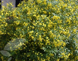 jasmine