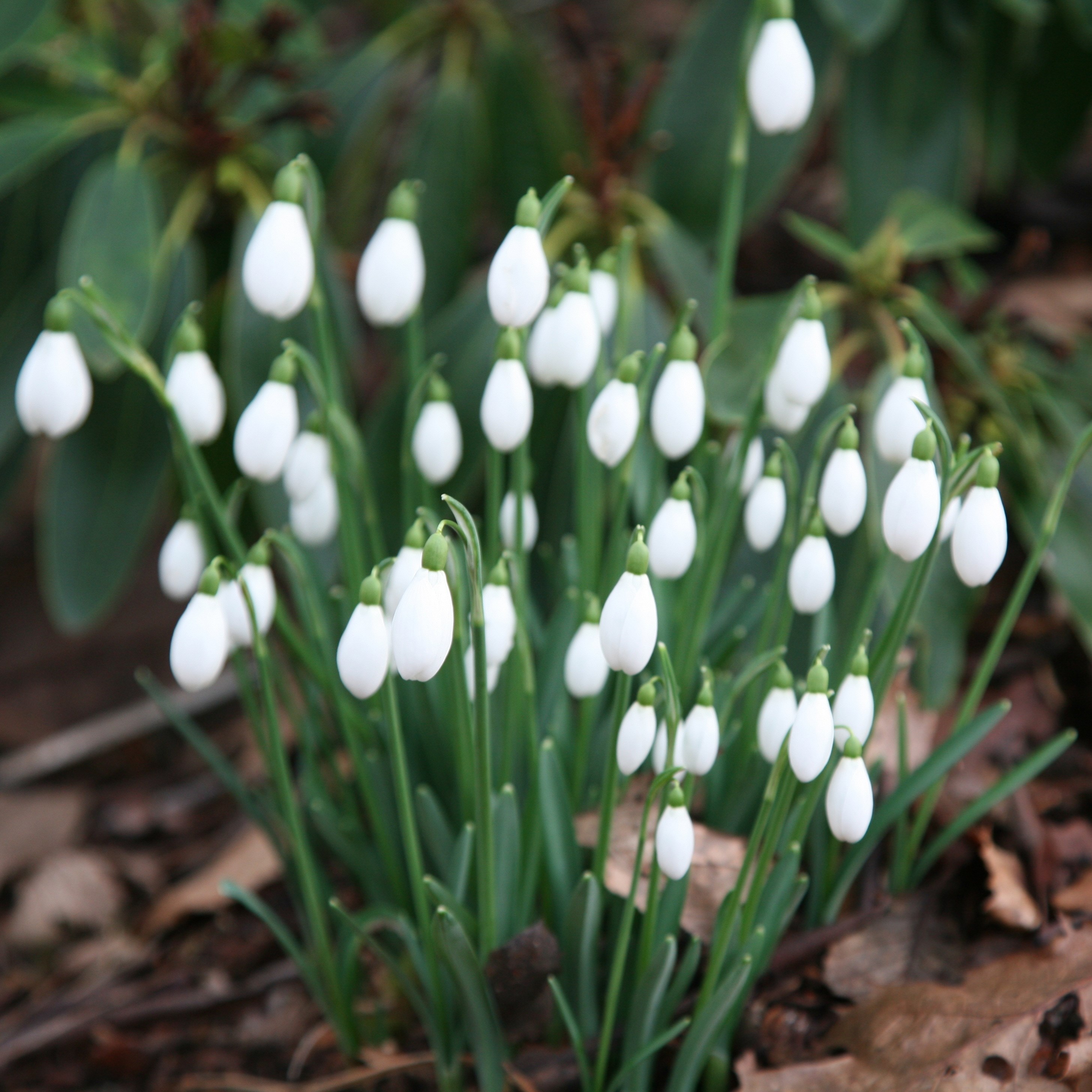 snowdrop bulbs