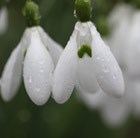 Galanthus S. Arnott