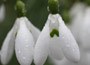 snowdrop bulbs