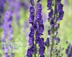 Aconitum napellus (monkshood)