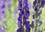 monkshood