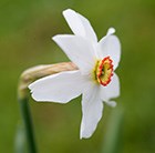 Narcissus poeticus var. recurvus