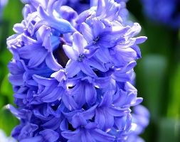 Hyacinthus orientalis 'Delft Blue' (garden hyacinth bulbs)