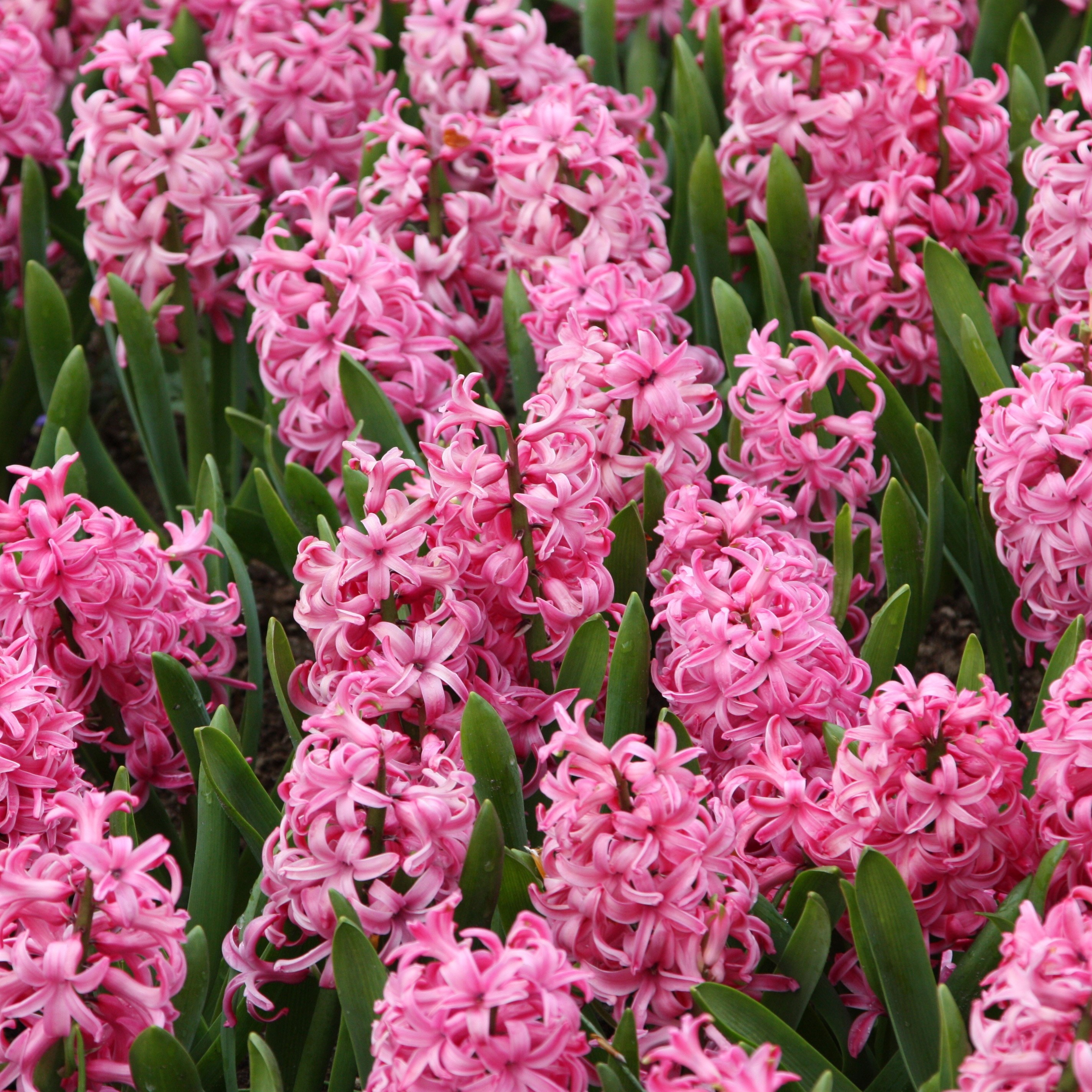 'prepared' hyacinth bulbs