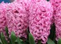 'prepared' hyacinth