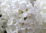 'prepared' hyacinth