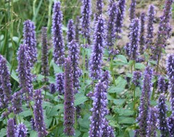 Mexican giant hyssop