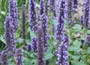 Mexican giant hyssop