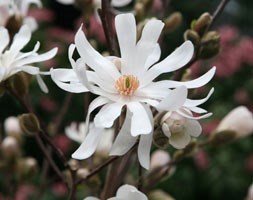 Magnolia stellata 'Waterlily' (Magnolia)